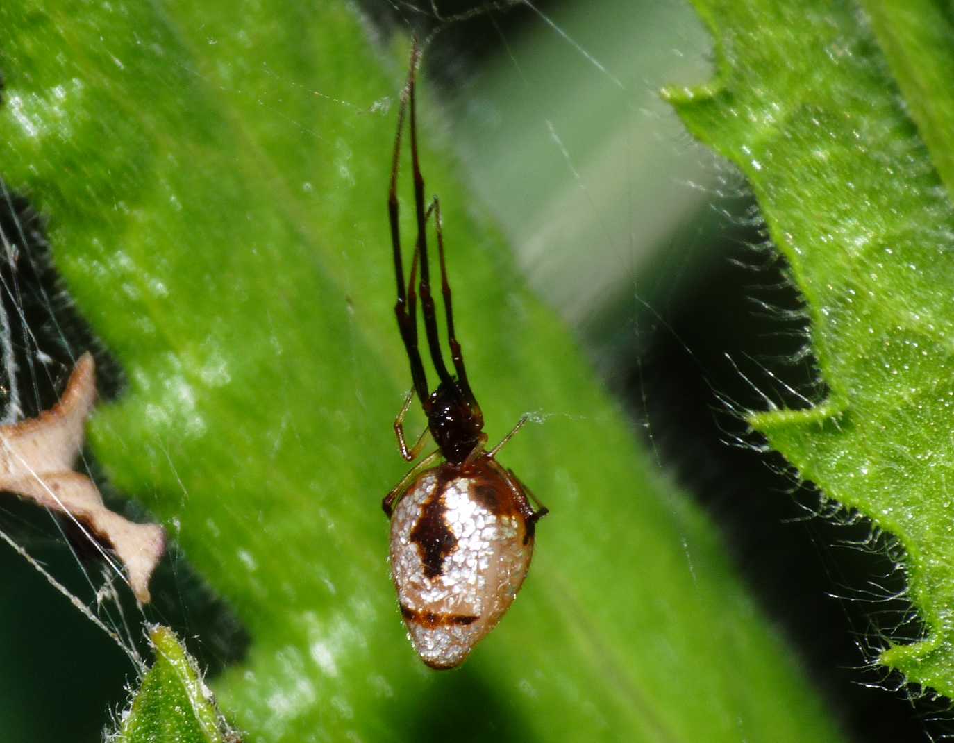 Argyrodes di colore insolito (con video)